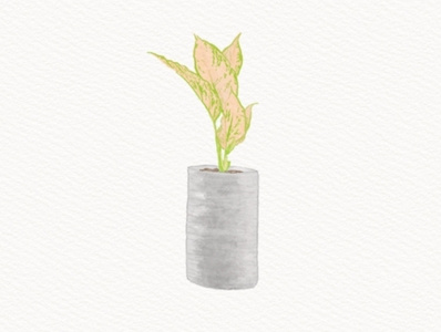 Plant by Maggie C on Dribbble