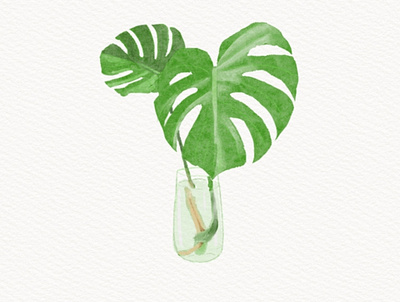 Plant illustration illustration watercolor procreat watercolor illustration