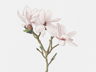 Magnolia flower illustration magnolia spring watercolor watercolor illustration