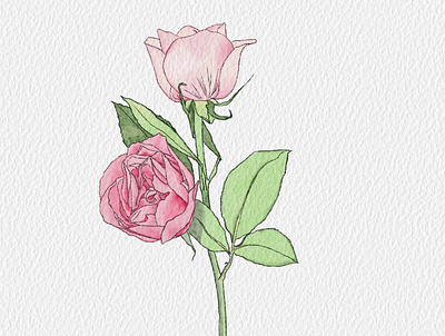 Rose illu illustration rose valentine watercolor watercolor illustration watercolor texture