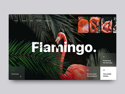 Flamingo’s Website