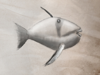 Fish Sketch