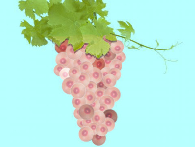 Grapes photoshop visual art visual concept visual design