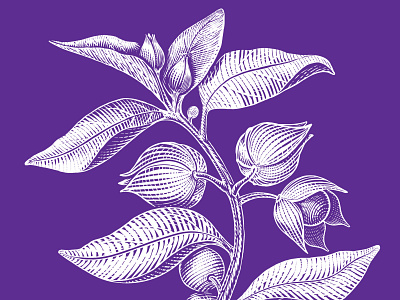 Packaging Illustration for a herbal medicine herb illustration medicine packaging vector