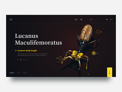 Insect Records-Lucanus  Maculifemoratus