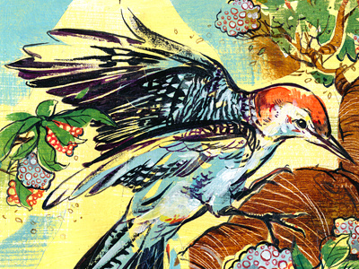 Woodpecker acrylic birds colorful illustration illustrations ink painting