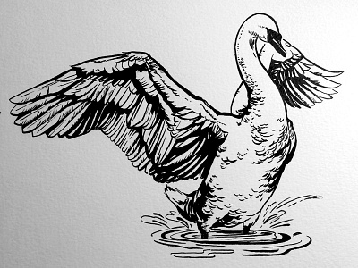 Swan bird draw illustration ink process swan