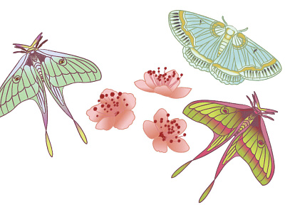 Butterflys design illustration