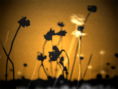 Flowers animated gif flowers live visuals loop vdmx