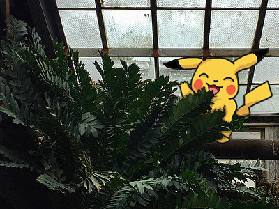Pikachu pikachu pokemon remixedmedia