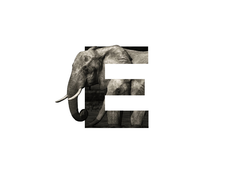 "E" Letter Portrait image manipulation image africa nature animal elephant artwork digital art digital photo manipulation photoshop art portrait inspiration minimal graphic creative graphic design design