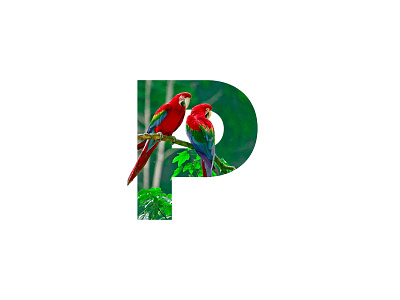 "P" Letter Portrait art artwork bird birds creative design digital digital art graphic graphic design graphics image inspiration letter minimal nature parrot photo art photo manipulation photoshop