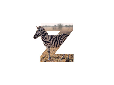 "Z" Letter Portrait africa animal art artwork creative design digital digital art graphic graphic design image inspiration letter minimal photo photo art photo manipulation photoshop wildlife zebra