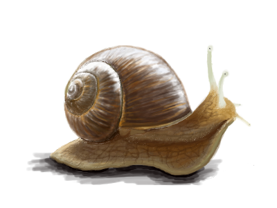 My snail drawing gimp snail