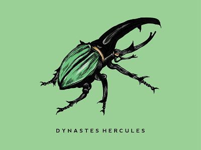 Dynastes Hercules