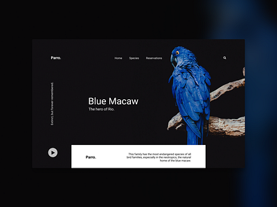 Macaw UI app art brand branding design flat icon icons illustration illustrator lettering logo minimal type typography ui ux vector web website