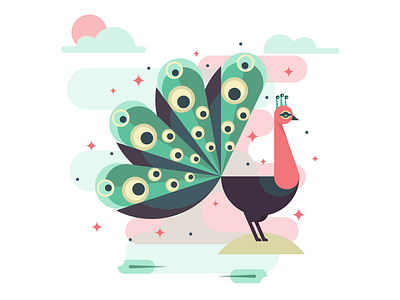 Peacock bird flat illustration illustrator miguelcm peacock
