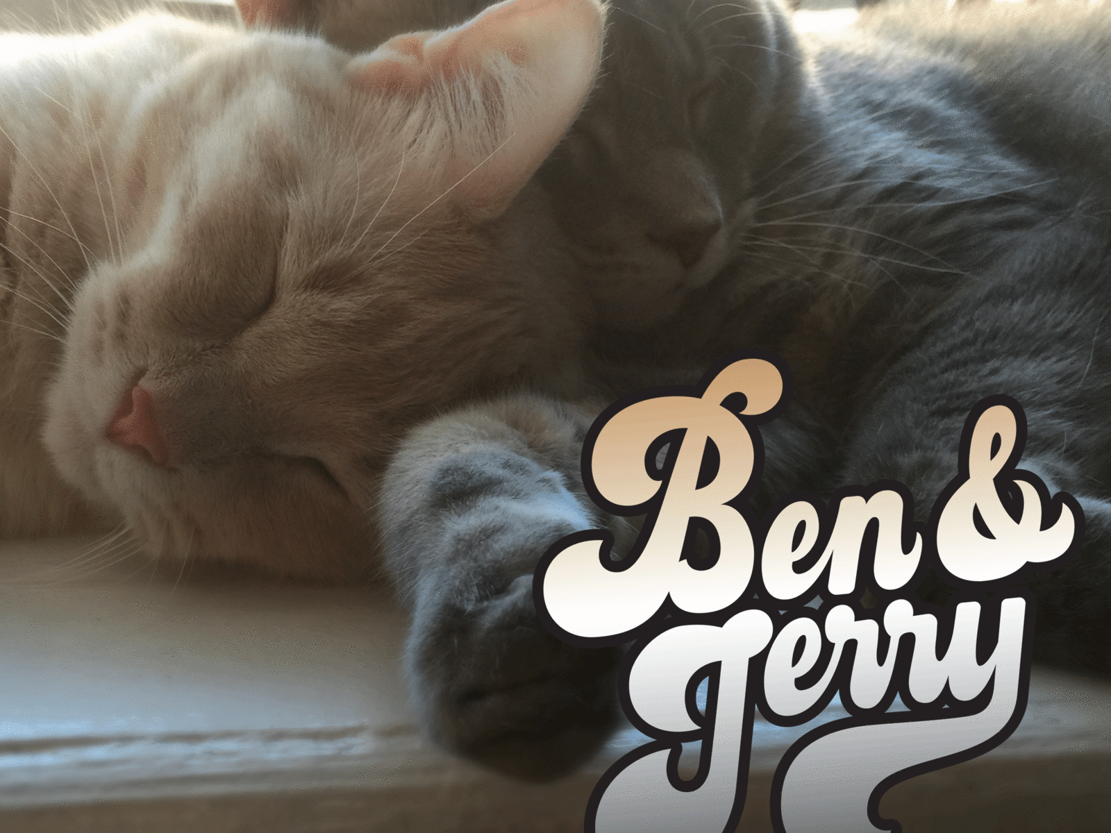 Ben and Jerry calligraphy cats goodtypetuesday lettering type typography vector