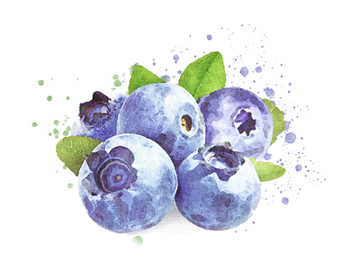 Watercolor blueberries with leaves blueberries design illustration vector watercolor watercolor art watercolor logo watercolor painting