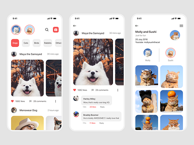 Pet Instagram app design mobile design mobile ui prototypes ui ux