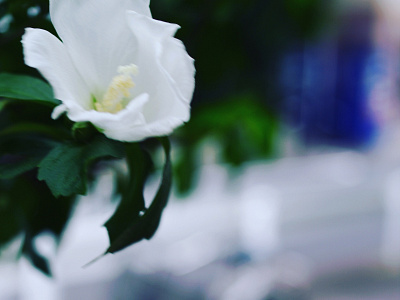 A sad flower photgraphy