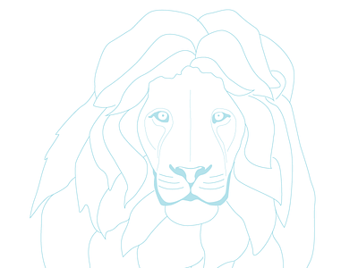 Lion illustration lion sketch