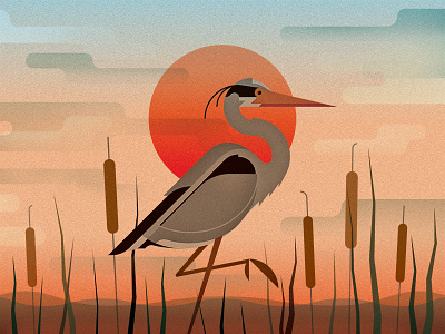 Heron animal bird clouds dusk grass heron illustration nature pond sunset twilight vector