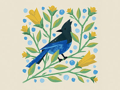 Steller's Jay bird blue jay design flowers illustration illustrator leaves nature photoshop stellers jay texture vector vines wacom