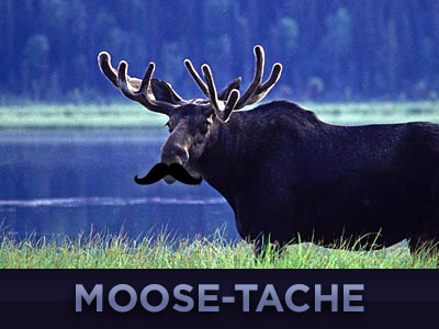 Moose Tache blue green moose tache moose!! purple rebound