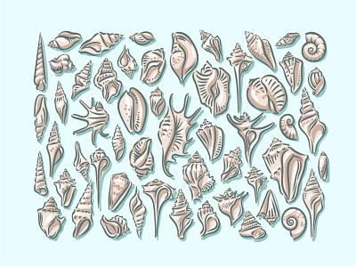 Seashell illustration set mollusk sea shell shellfish