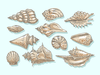 Seashells coast cockleshell illustration marine mollusk nautical ocean oyster reef scallop sea seashell shell shellfish snail spiral summer vintage water wildlife