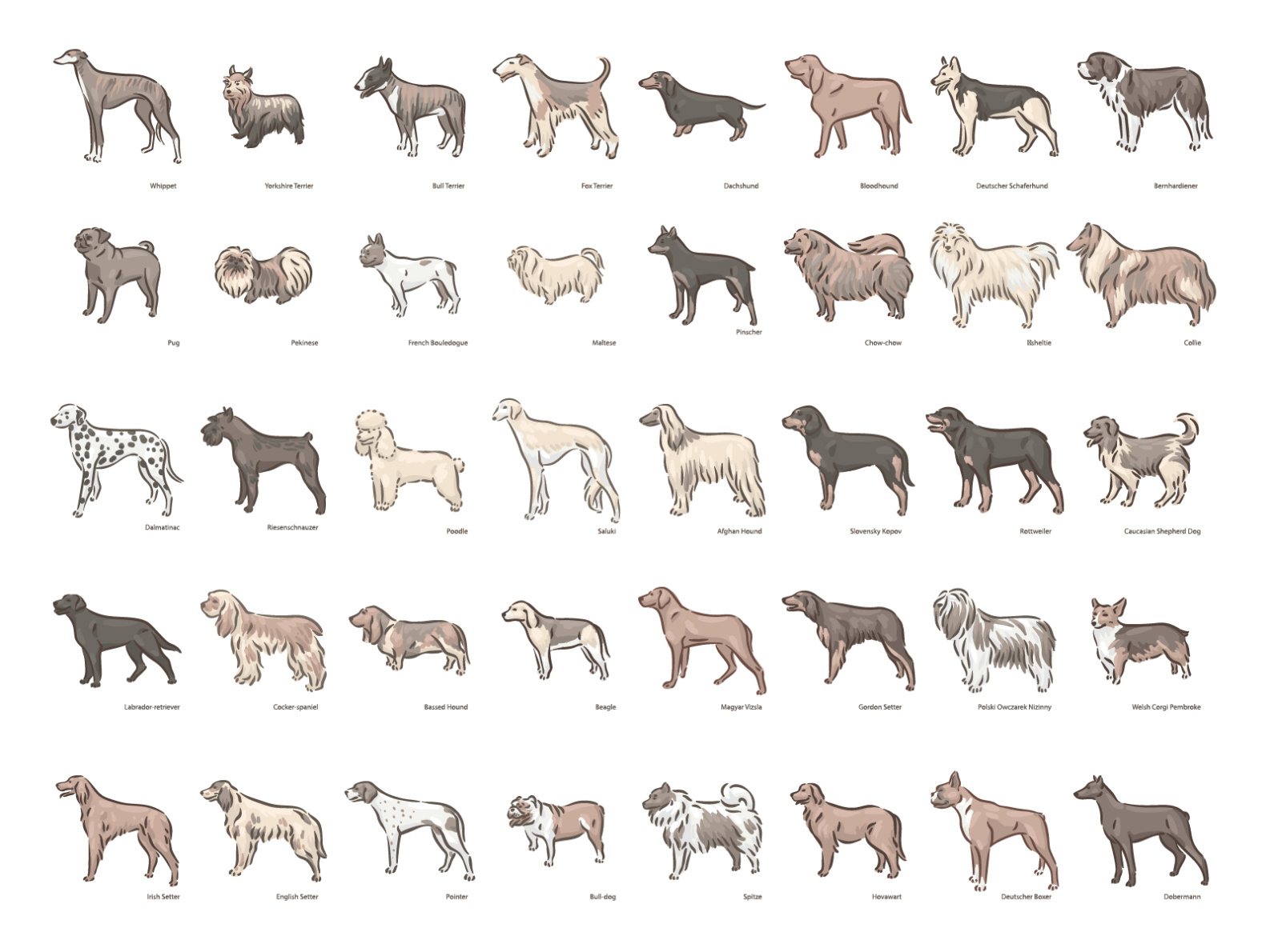 Dog breeds by Alice Badusova on Dribbble