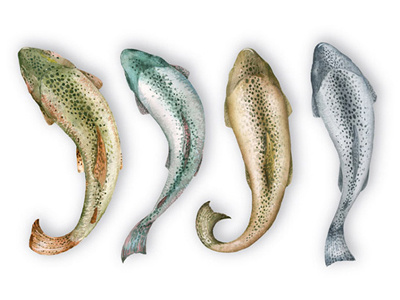 trout  watercolor illustration