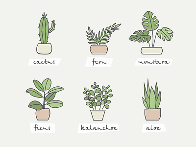 Home plants aloe cactus fern ficus icon illustration plant