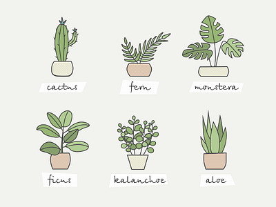 Home plants