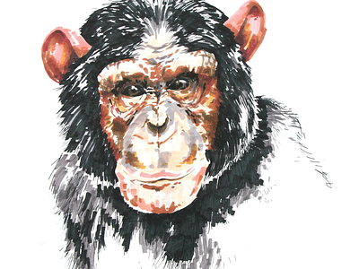 Chimp chimpanzee illustration marker
