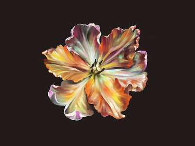 Parrot Tulip color digital painting drawing floral flower garden graphicdesign illustration light parrot tulip plant illustration plants procreateapp rainbow tulip