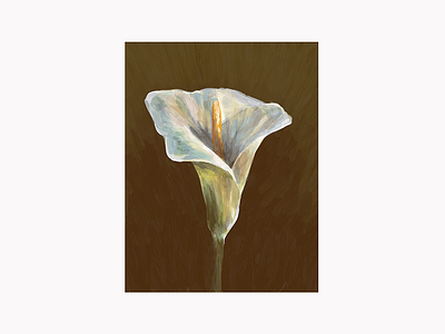 Arum-lily adobe brushes digital painting drawing flower graphic design illustration lighting sketch still life texture