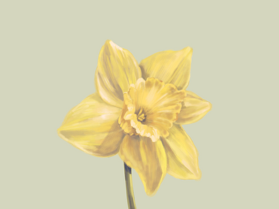 Daffodil art daffodil digital painting floral flower graphic design illustration procreate app realistic still life