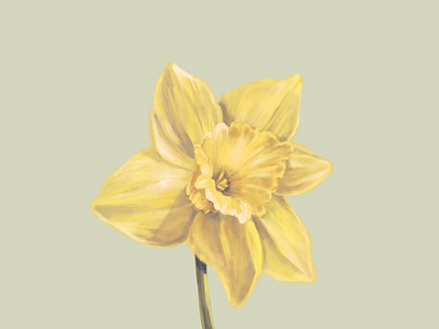 Daffodil