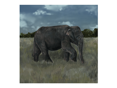 Minneriya Elephant animal brushes digital art drawing elephant graphic design illustration procreate sri lanka