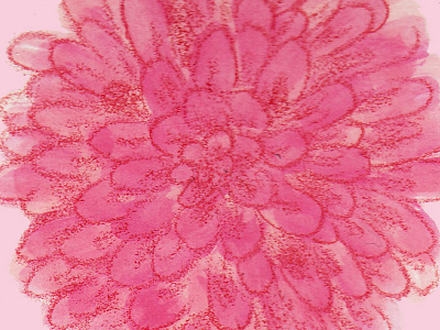 Analog Pom dahlia flora floral flower pencil pink watercolor