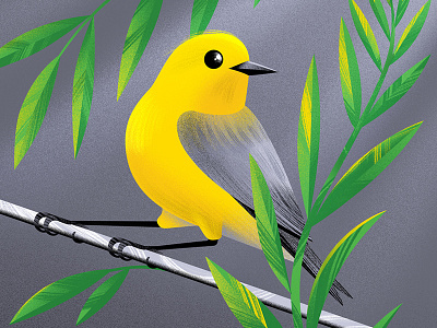 Warbler birds conservation design illo illustration illustrator nationalaudubonday photoshop plants vectors warbler yellow