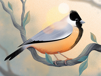 Coal-Crested Finch atmospheric birds digitalart environment finch illustration nature peaceful vectors wildlife