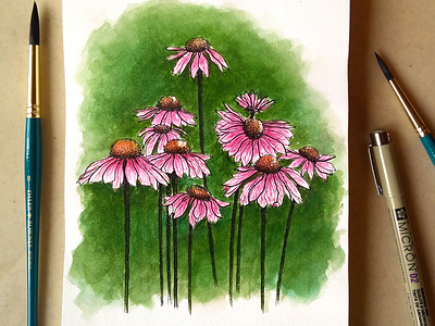 Coneflowers | Watercolour Illustrations