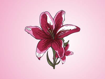 Lily Flower Inky Illustration