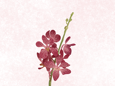 Mokara Orchid Illustration adobe illustrator adobe photoshop botanical botanical illustration digital digital art digital illustration digitalart flower flower illustration illustraion illustrator mokara mokaraorchid orchid surface pen