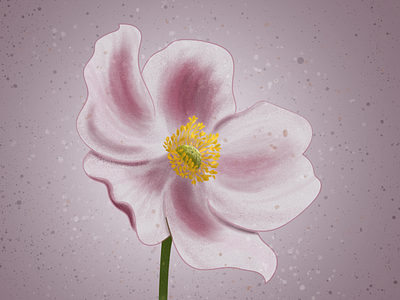 Japanese Anemone Illustration adobe photoshop anemone botanical botanical illustration delicate digital digital art digital illustration digitalart floral floralillustration flower flower illustration illustration illustrator japanese anemone pink