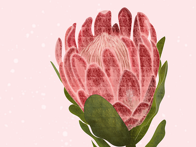 Protea Illustration