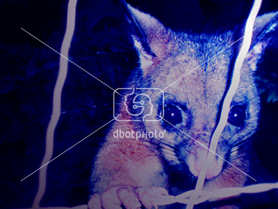 Animated Snaps blue creation design designabot light macintosh photo photograph photoshop snaps watermark work